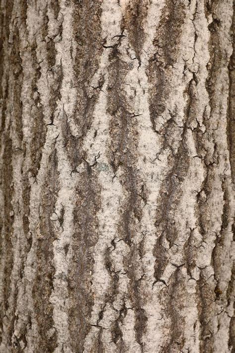 Bark Of An Oak Tree Close Up Stock Photo Image Of Background