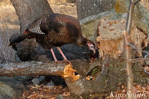 How To Tell The Difference Between Male Female Turkeys Kim Smith Films