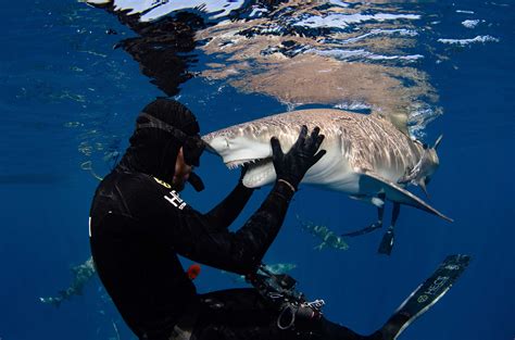 Terrifying Moment Monstrous Shark Bares Razor Sharp Teeth Near Diver In
