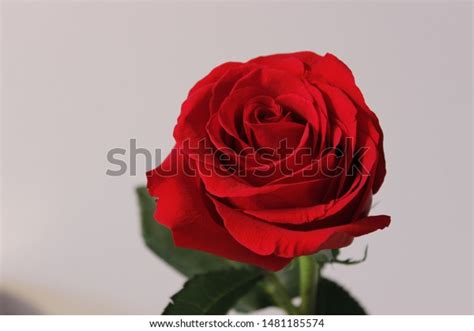 Beautiful Red Rose Symbol Love Stock Photo 1481185574 Shutterstock