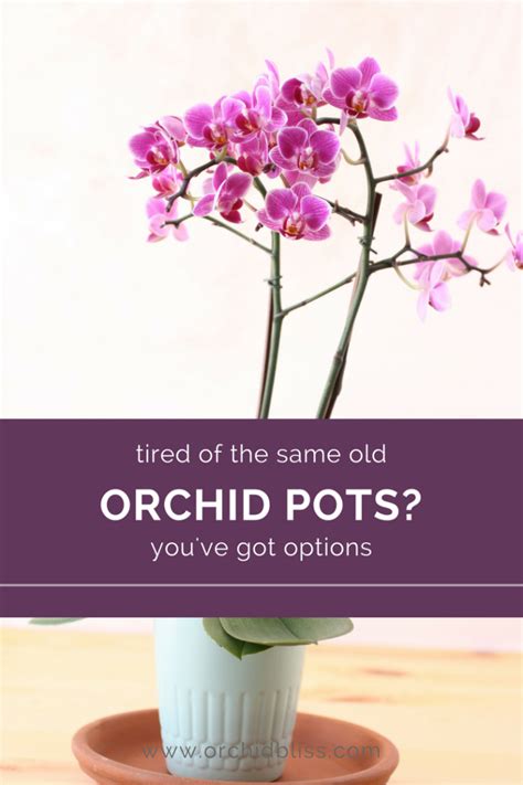 Best Orchid Pots For Healthier Plants And Prettier Displays Orchid Bliss