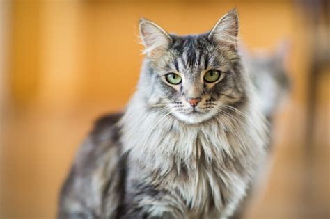 Rilee mersman oct 26, 2018 at 10:44 pm. Best Maine Coon Cat Names - CatTime