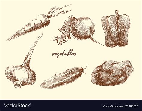 Set Of Vegetables Sketch Pencil Drawing Royalty Free Vector