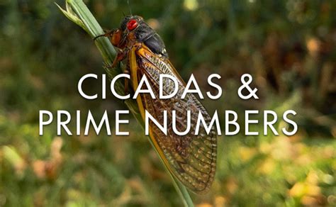 Cicadas And Prime Numbers