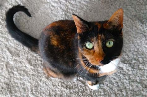 Are Calico Cats Always Female Everything You Need To Know