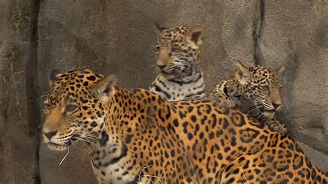 Houston Zoo Debuts 2 Baby Jaguars Youtube
