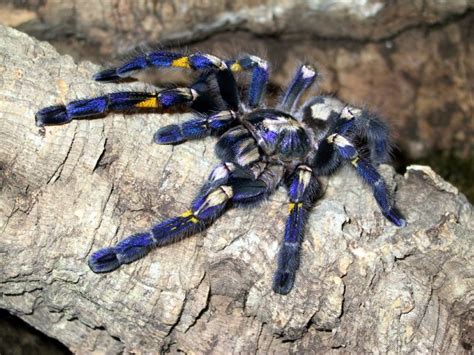 Top 9 Giant Tarantula Spiders Of India