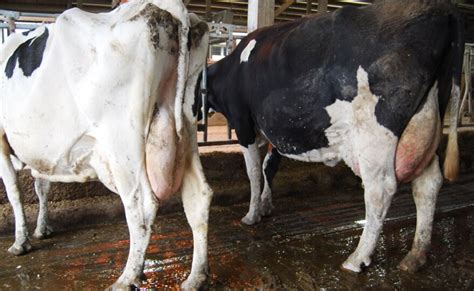 Midwest Dairies Debate Cow Tail Docking As Industry Moves To Phase Out Practice