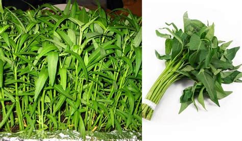 Check spelling or type a new query. Manfaat dan Kandungan Yang Terdapat Sayur Kangkung ...