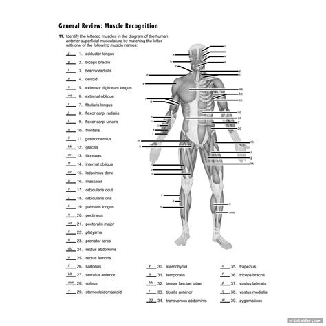 Printable Worksheets Muscle Anatomy Gridgit Com A