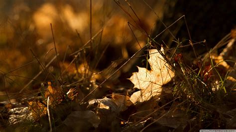 Wallpaper Sunlight Forest Nature Reflection Grass Closeup
