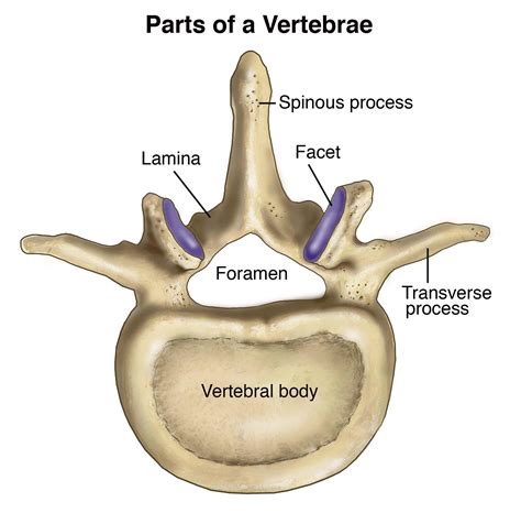 They serve for the attachment of muscles and ligaments. Features of the Vertebral Column - Anatomy And Physiology ...