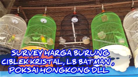 Ciblek kristal gacor full ngebren. Harga Burung Poksai Hongkong, Ciblek Kristal, dll PB Pramuka - YouTube