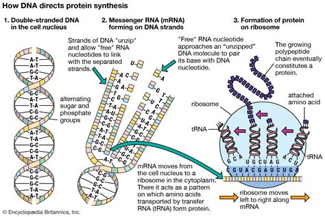 This topic will review the challenges related to the identification of complex trait susceptibility genes, the factors that contribute. How Do Proteins Relate To Traits / Knetminer A ...