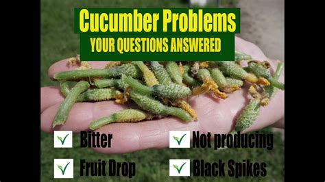 Cucumber Problems Your Questions Answered Bitter Only Malefemale Flowers Cucumbers Falling
