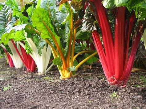 Growing Maintaining And Troubleshooting Swiss Chard Dengarden