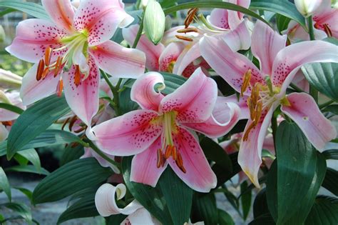 Best climbing flowers for full sun. 5 Full Sun Perennials For Summer