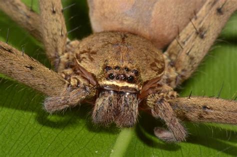Die phoneutria wird auch brasilianische wanderspinne genannt, da sie. Bananenspinnen, Phoneutria, Jagdspinnen, Giftspinnen : SMNK