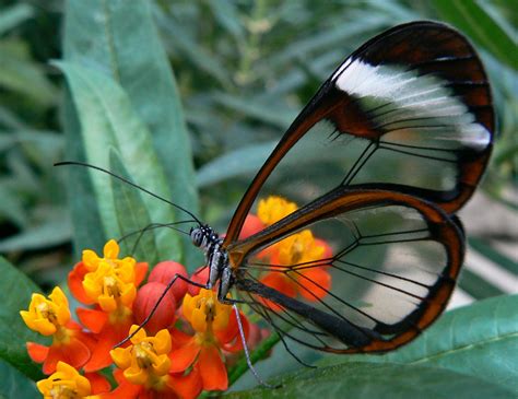 Nc Dna Day To Attract Or Avoid Butterfly Wing Patterning