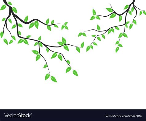 Green Leaves Tree Branch Royalty Free Vector Image