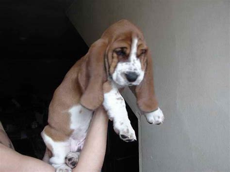 They are stubborn and fearless, but very gentle and kind with family. Basset Hound Puppies In Missouri | PETSIDI
