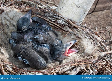 Common Raven Corvus Corax Nest Stock Image Image Of Fauna Corvus