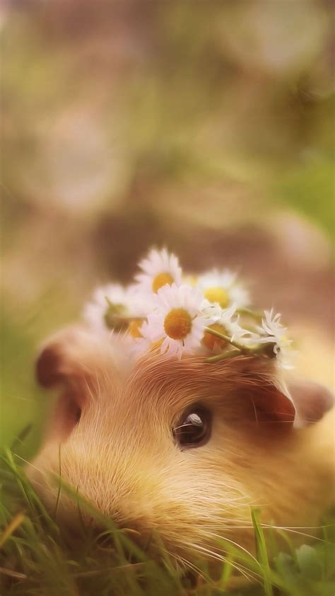 Cute Hamster Funny Hamster Hd Phone Wallpaper Pxfuel