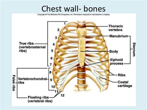 Learn and master human anatomy on kenhub. Anatomy of thorax (2)