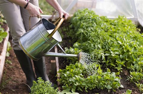 How to protect plants from frost and freeze