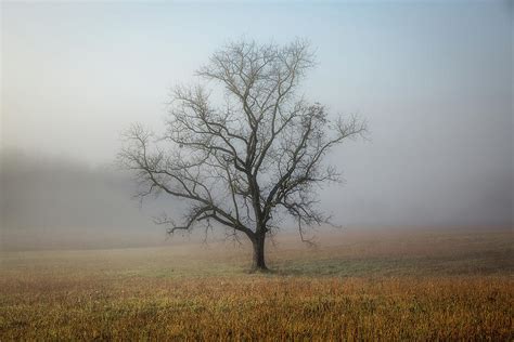 In A Fog Single Tree Enveloped By Fog In Cades Cove Great Smoky