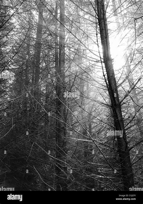 Pine Trees Black And White Stock Photos And Images Alamy