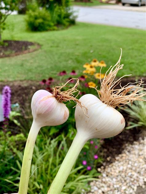 We Grew Our First Garlic Its So Pretty Rgardening