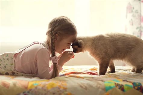 Cats And Children Teaching Your Child To Be Gentle Meowfluent