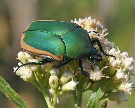 Figeater Beetle Identification Life Cycle Facts And Pictures