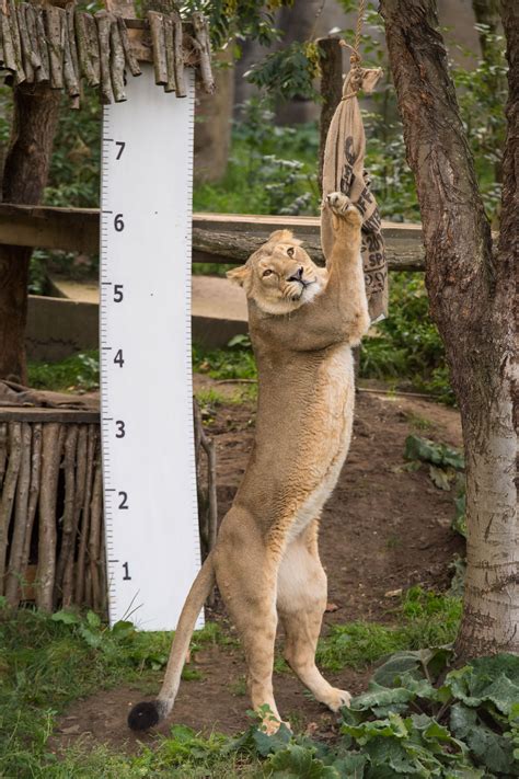 In Pictures Over 200 Animals At London Zoo Await Their Annual Weigh In