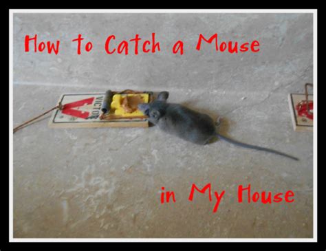 I can now catch and get the. How to Catch a Mouse in My House | hubpages
