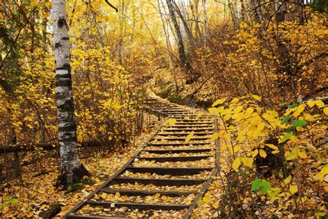 Hiking Trail In Autumn Forest Stock Image Image Of Edmonton Tranquil