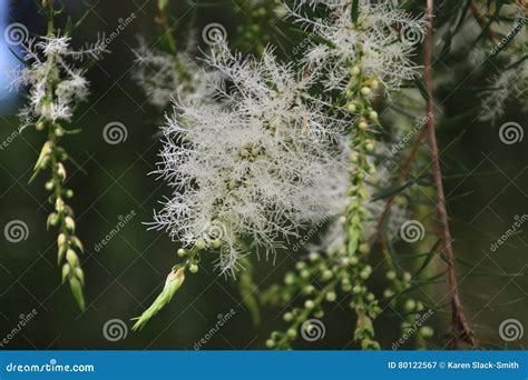 Melaleuca Tree In Bloom Stock Image Image Of Tree Forest 80122567