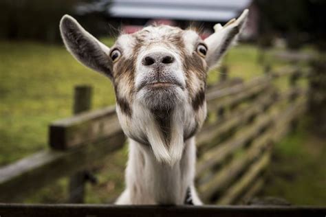 40 Free Goat Hair And Goat Images Pixabay