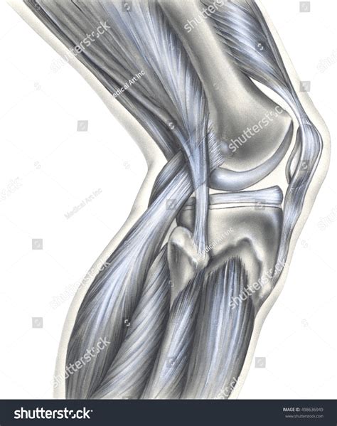 Knee Bones Ligaments Muscles Lateral View Stock Illustration 498636949