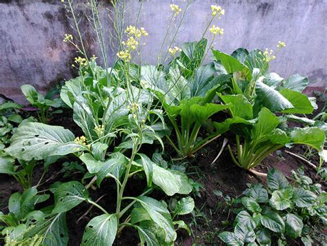 Kelompok peneliti di biologi dan kesehatan. Sebutkan Ciri Ciri Tanah Yang Baik Untuk Hunian Dan ...