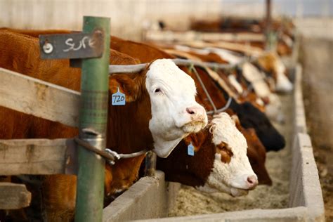Choose from 31000+ cattle pictures graphic resources and download in the form of png, eps, ai or psd. Canada sets the bar for feedlot animal care - AGCanada ...