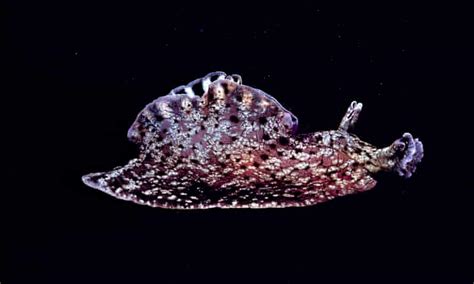 Scientists Transplant Memories Between Sea Snails Via Injection