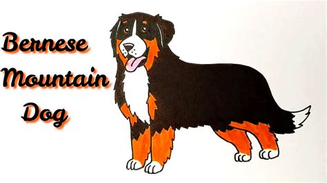 Draw A Bernese Mountain Dog Youtube