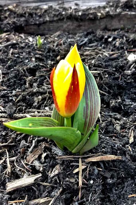 Tulip - How to plant, care and grow for tulip flowers