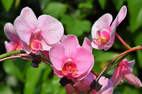 The Most Extraordinary Types Of Orchids And How To Grow Them Garden