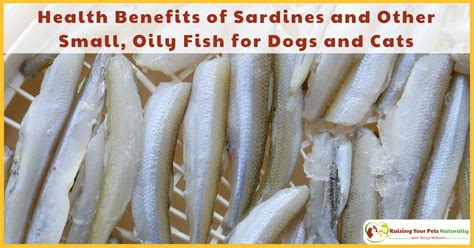 Start whipping out the fish oil cat supplements! Can Dogs Eat Fish? Health Benefits of Sardines and Other ...