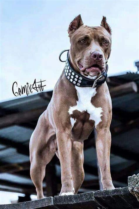 Pin By S James On Pittie Luv Cute Animals Pitbull Terrier Furry Friend