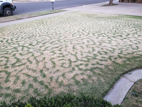 Very Odd Pattern In My Lawn No Idea What Caused It Kinda Looks Like