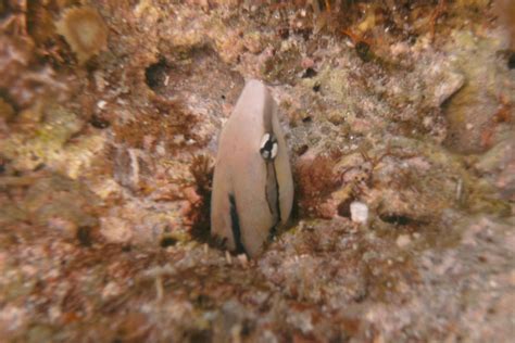 Aspidontus Taeniatus False Cleanerfish The Three P Underwater
